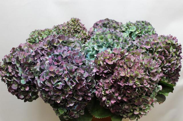 Hydrangea Pimpernel Classic 80cm 22Ø