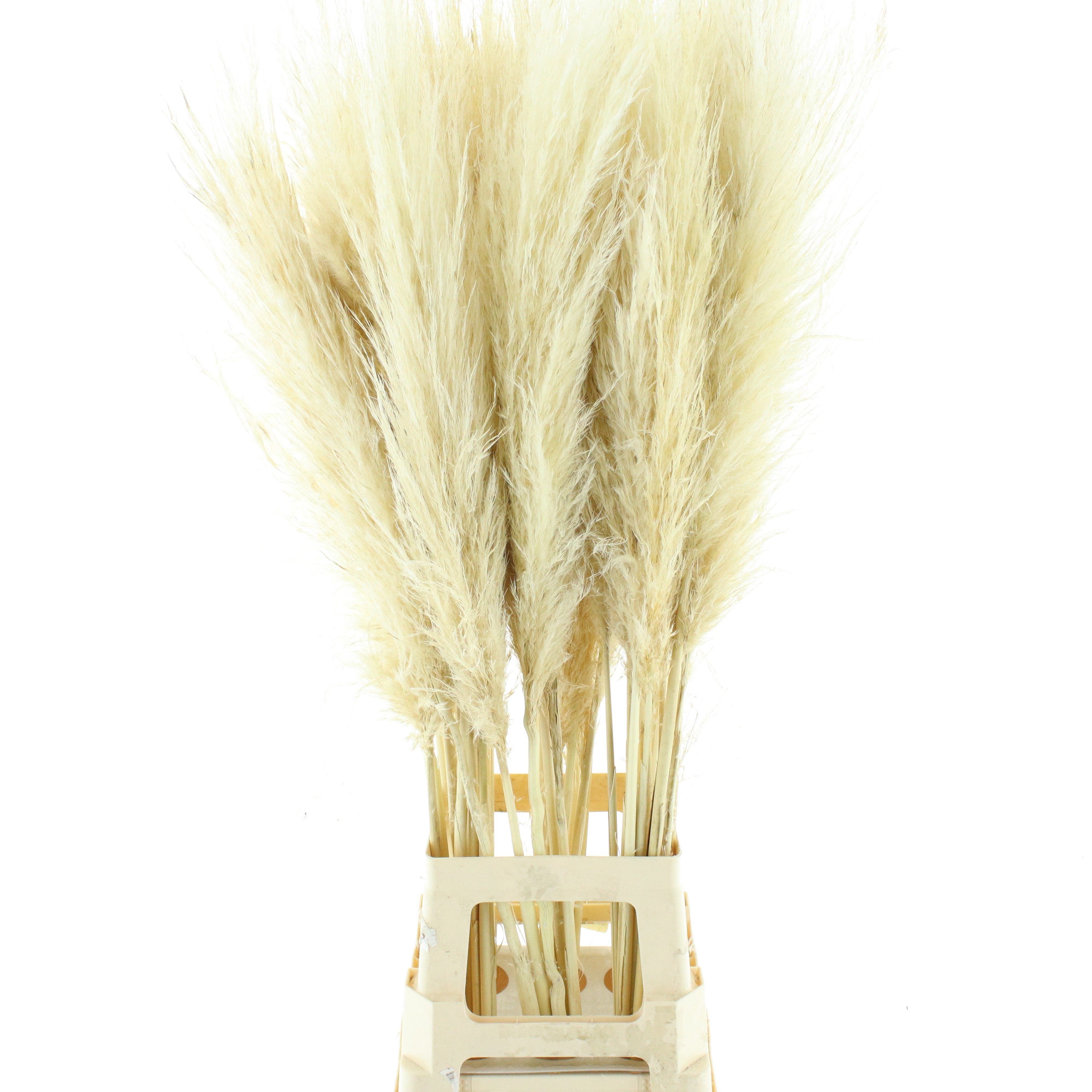 Cortaderia Ov