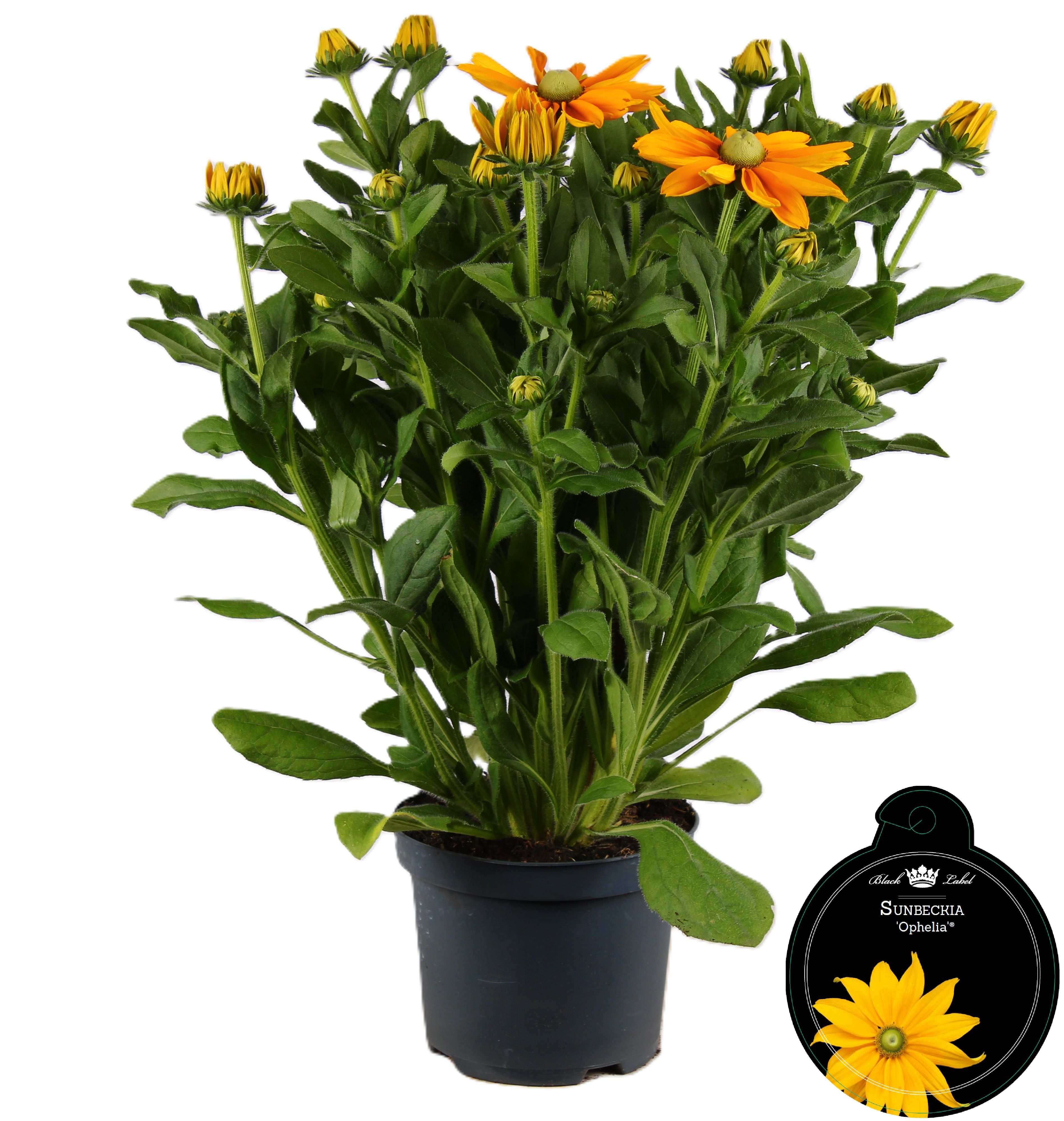 Picture of Sunbeckia Ophelia