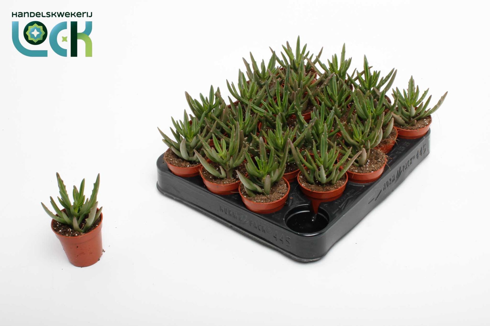 Succulenten Overig 505Ø 10cm