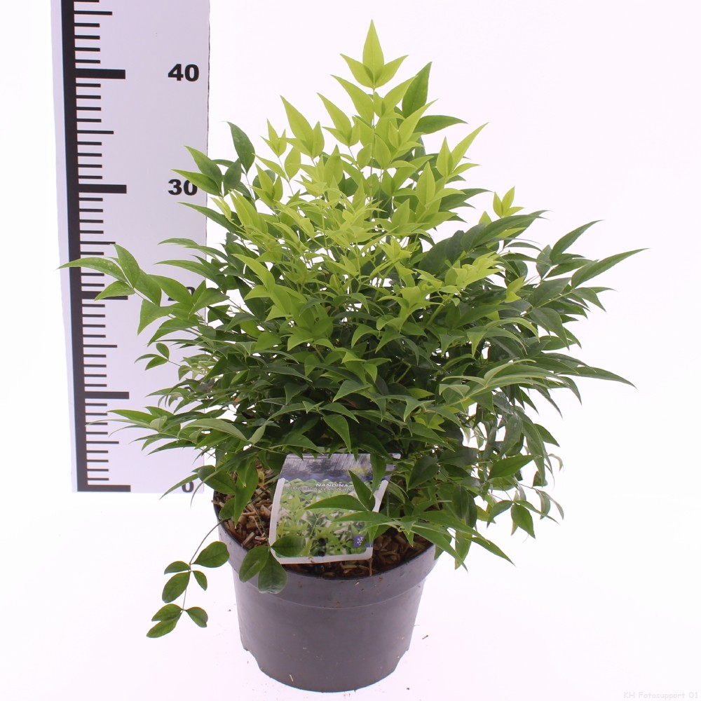 Picture of Nandina domestica 'Lemon and Lime'