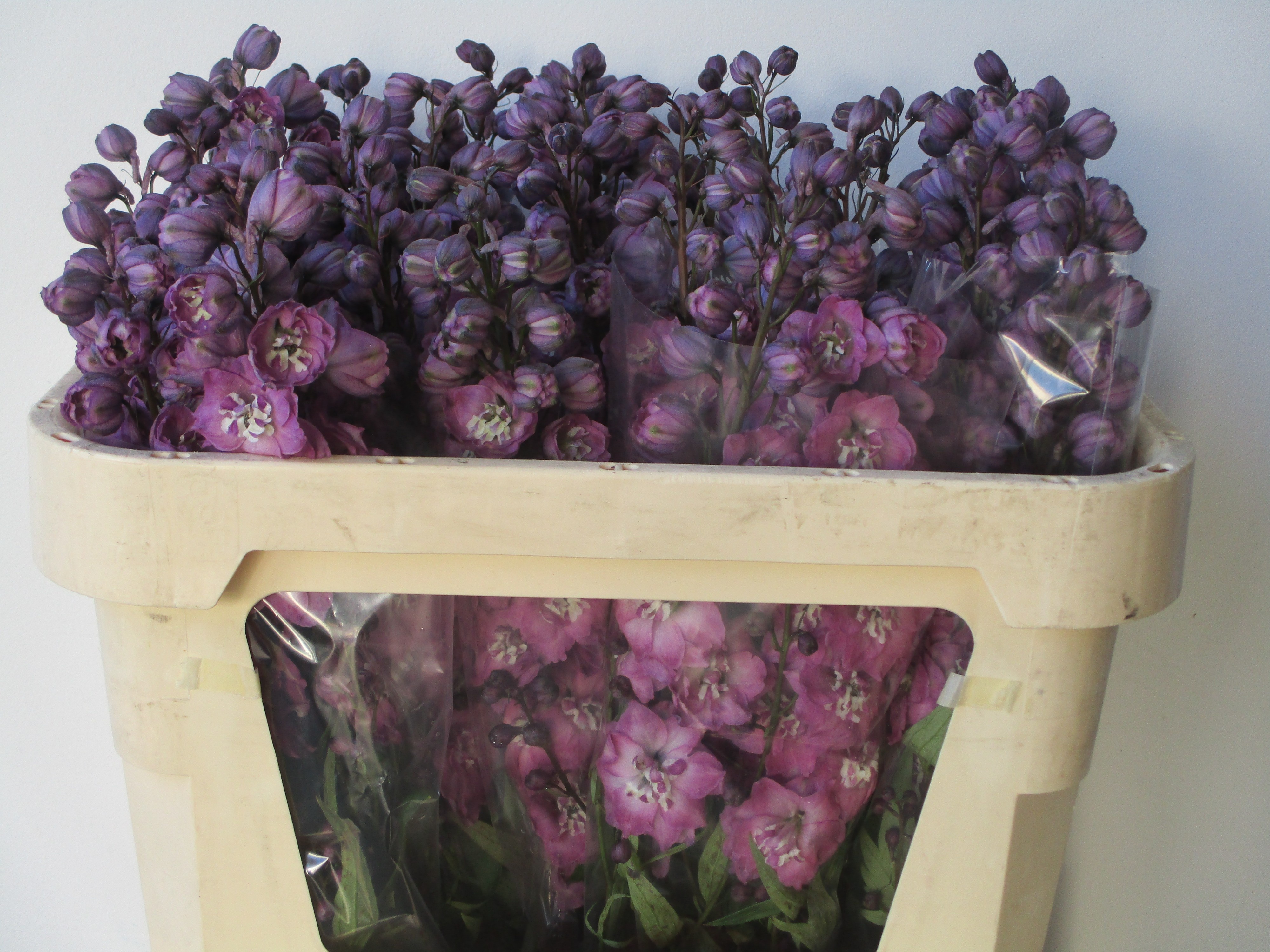 Delphinium Del Pink Power 70cm