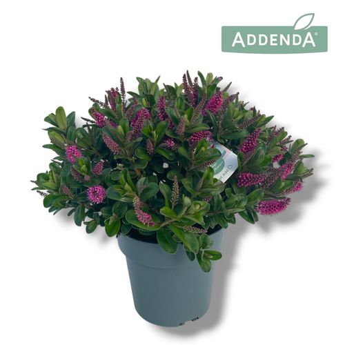 Hebe Addenda® Donna Pink P15 Hopm