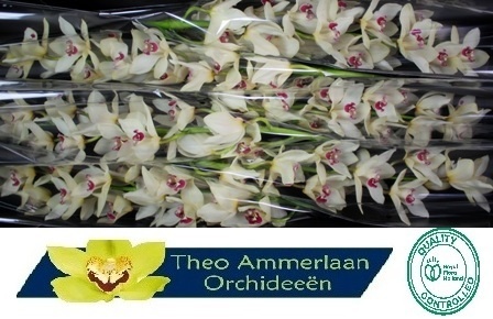 Cymbidium Ivory 12/15bl