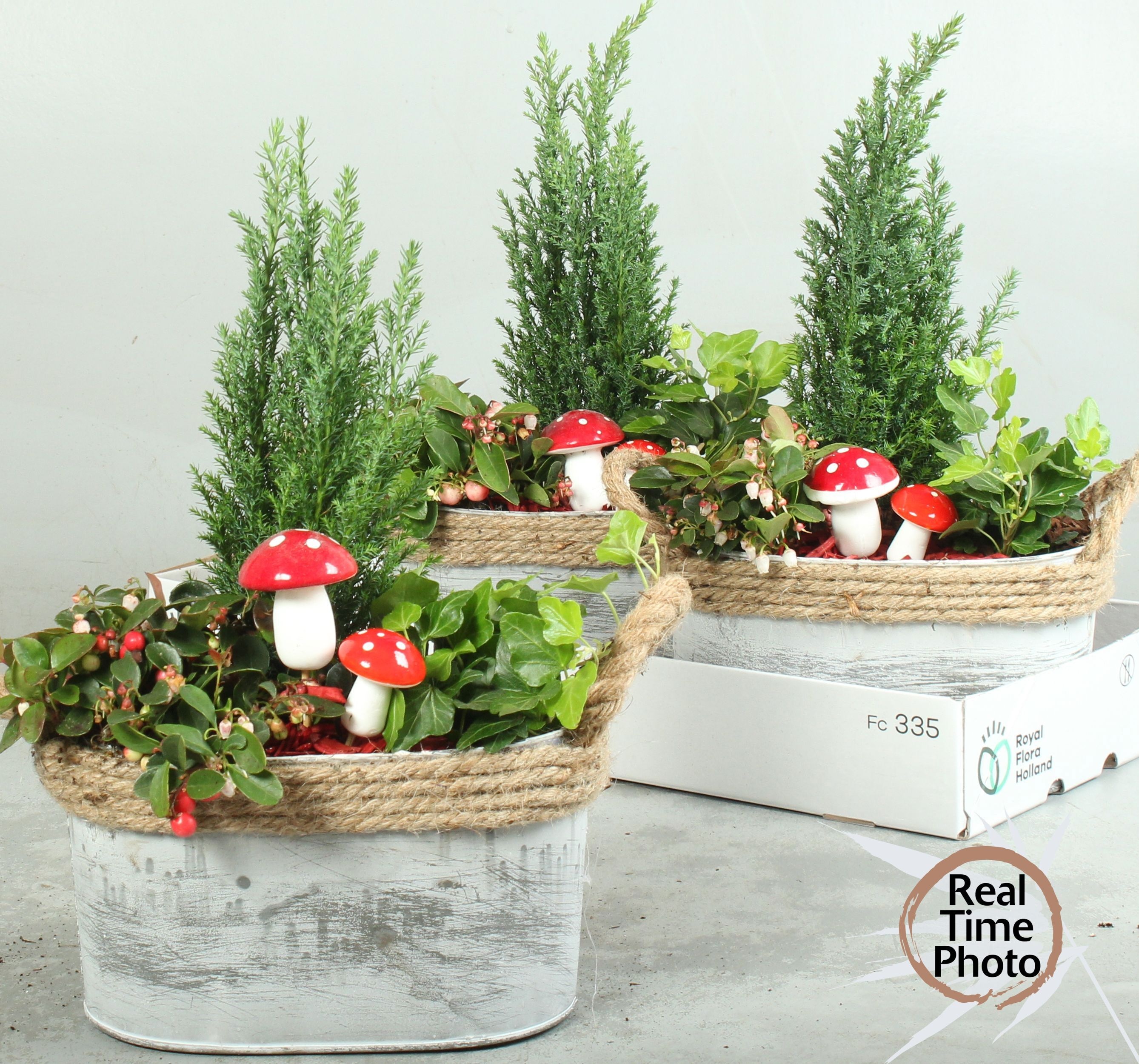 Arr Tuinplanten 23P 35cm