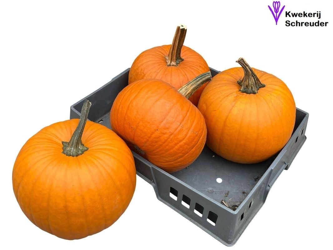 Cuc Halloween