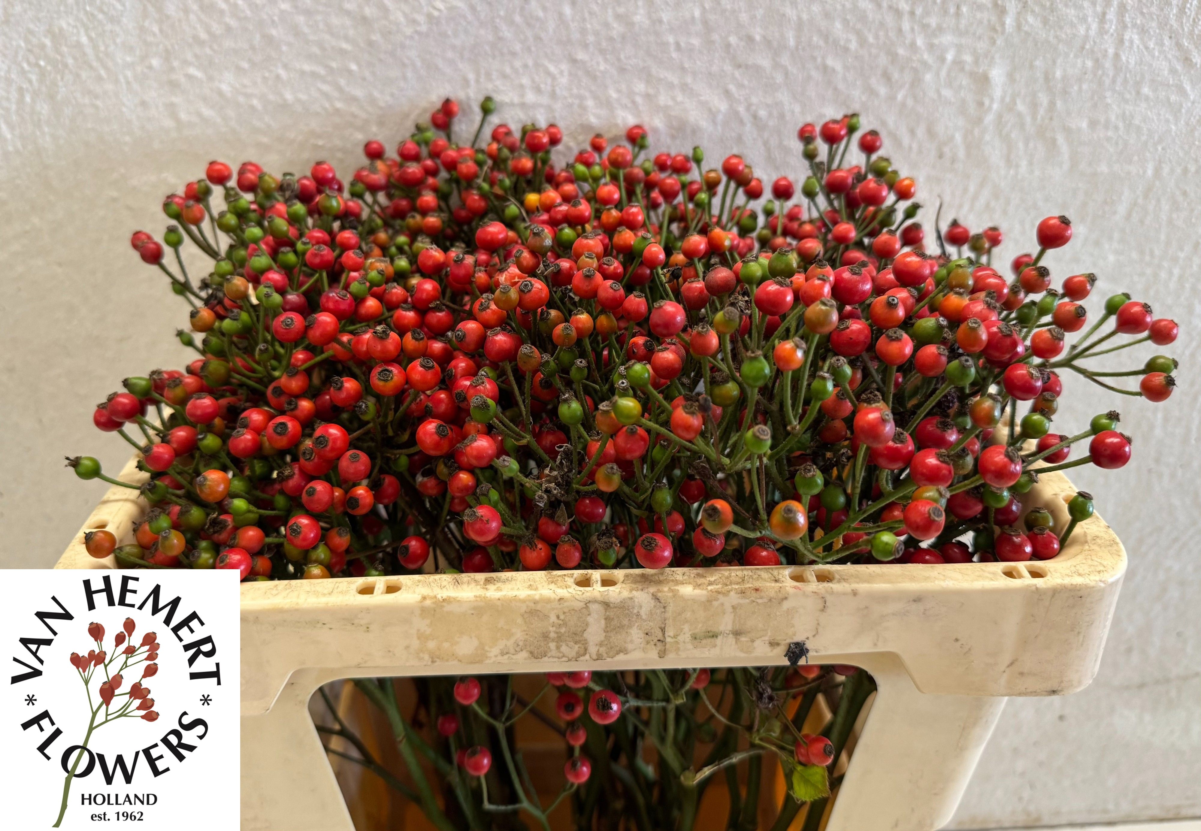Rosa Bells Hiphop 50cm