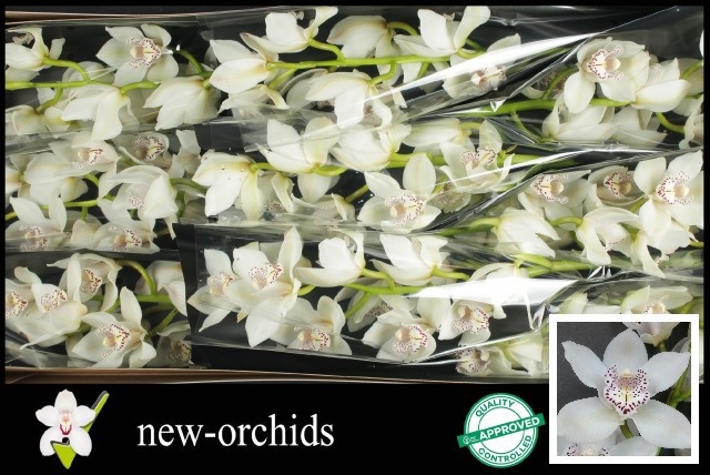 Cymbidium Prom Maxime 8/11bl