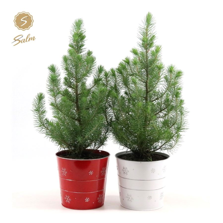 Picture of Pinus pinea 'Silver Crest' P17 in Zinc X-mas Duo