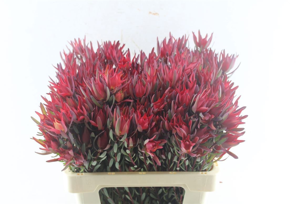 Leucadendron Sal Blush 45cm