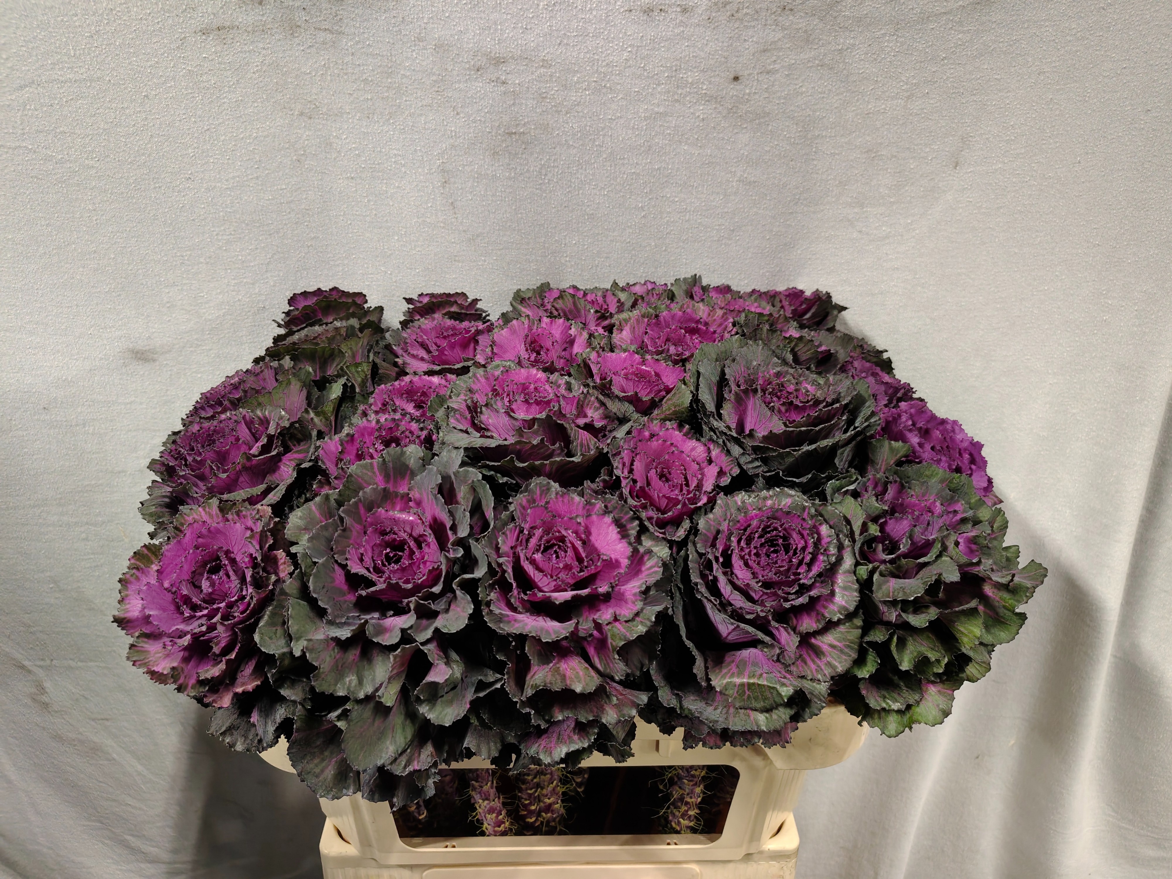Brassica Elegance 70cm