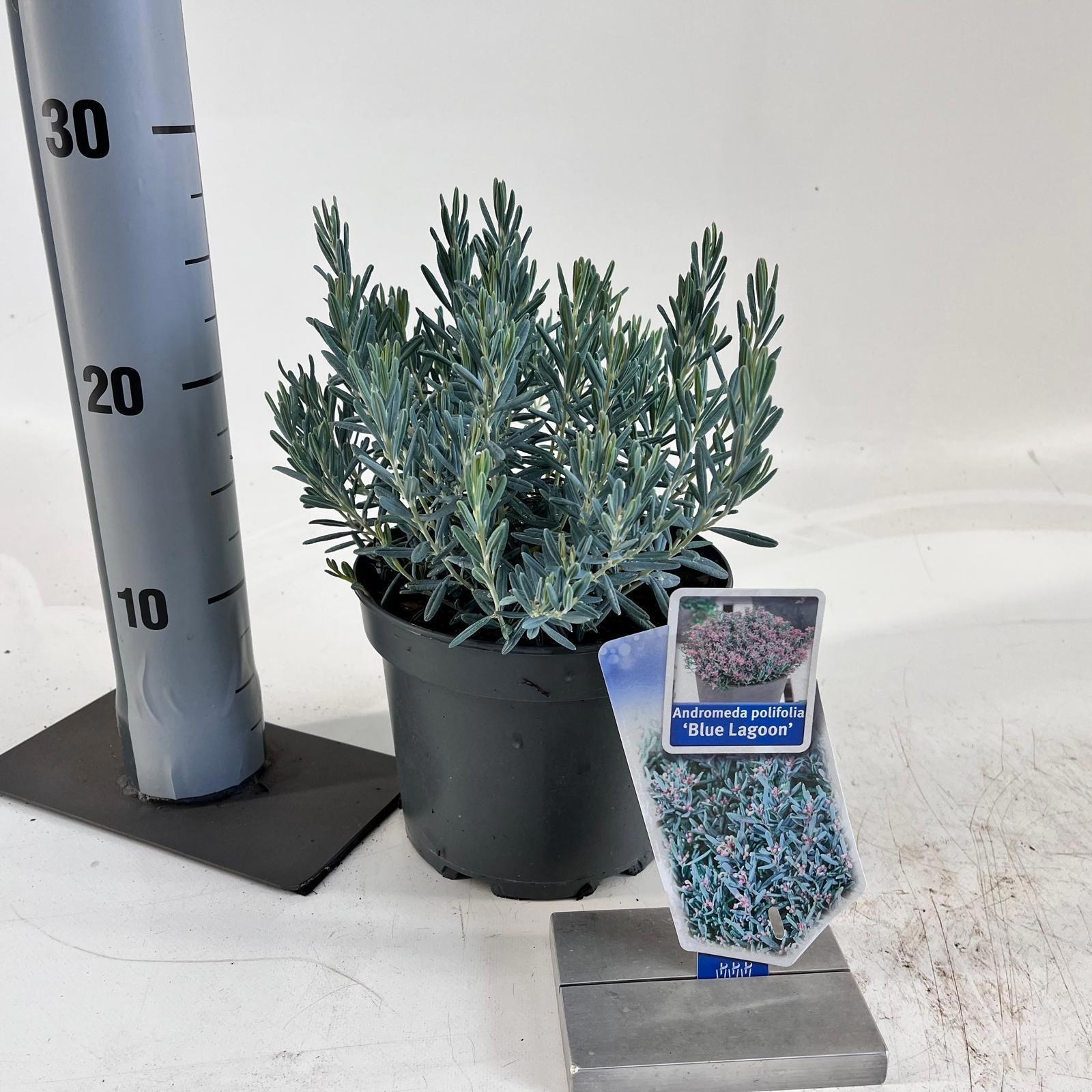Andromeda polifolia 'Blue Lagoon'