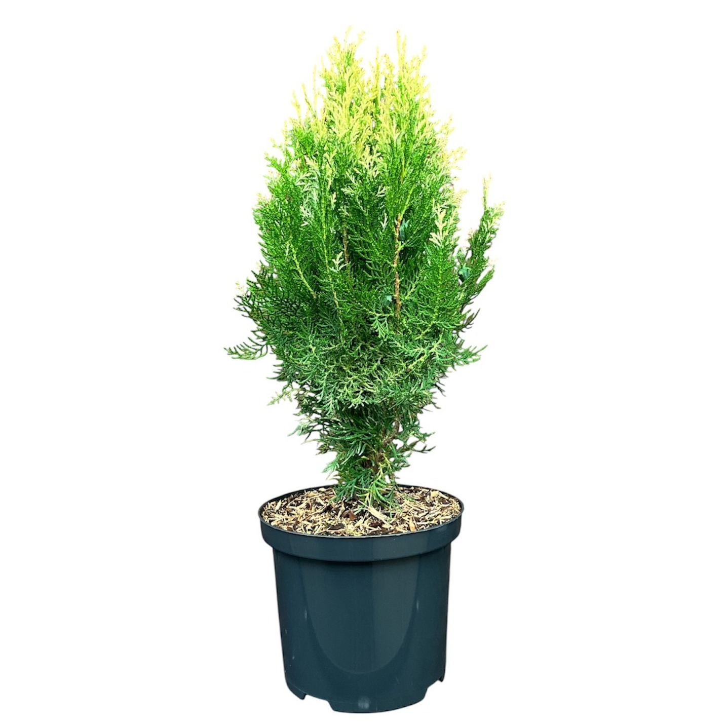 Platycladus o. 'Bömer NP'