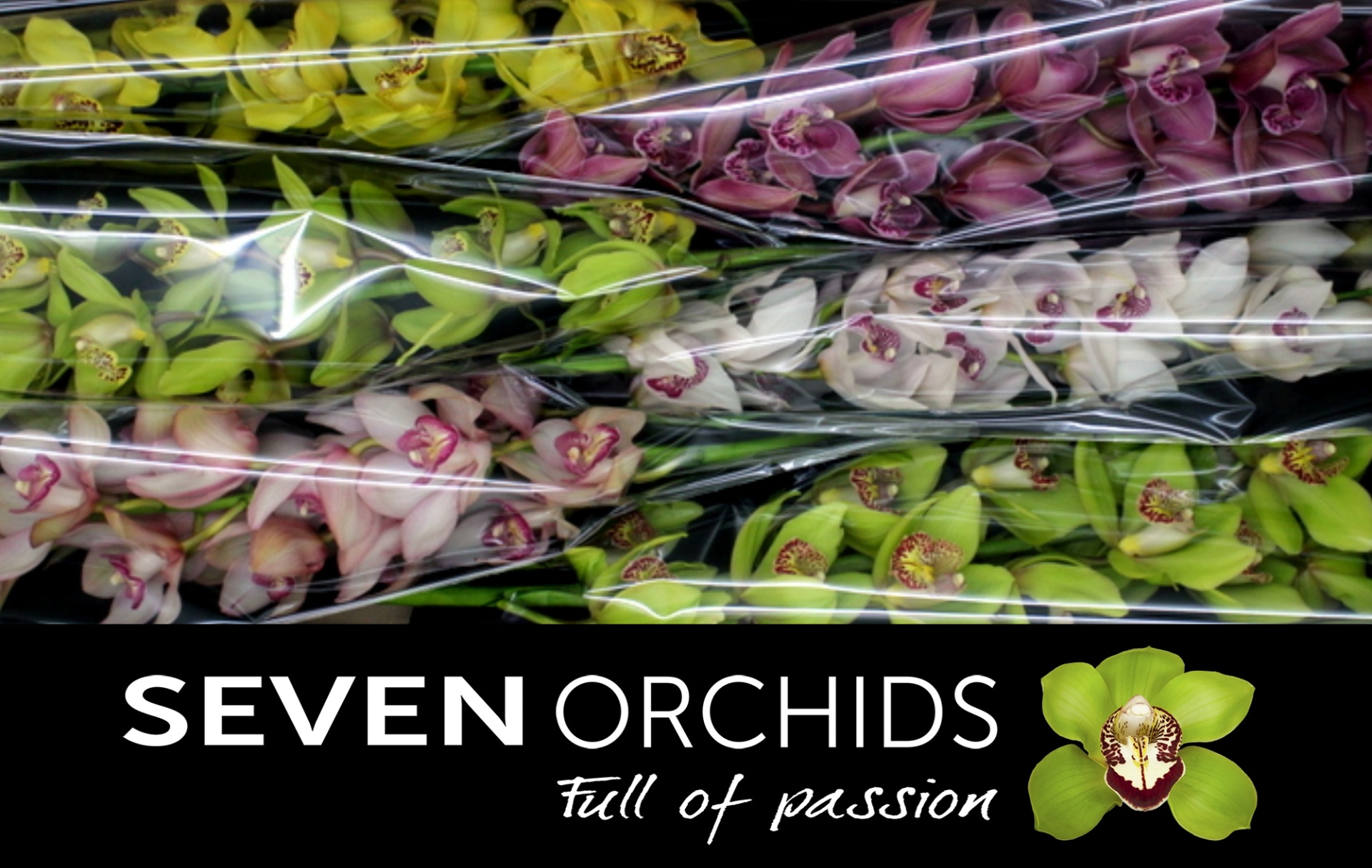 Cymbidium Asst 13bl