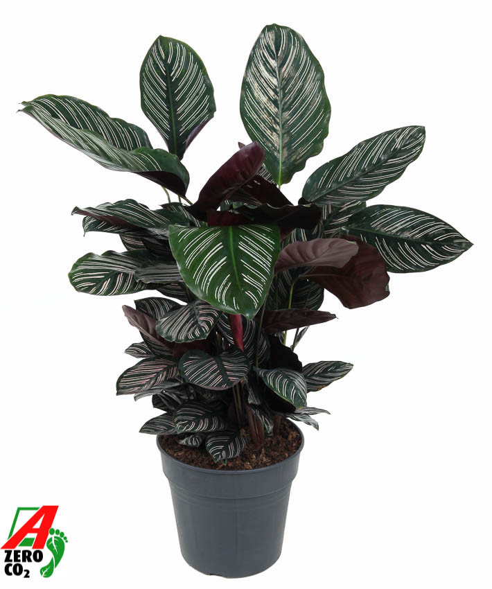 Picture of Calathea Ornata P27 80CM