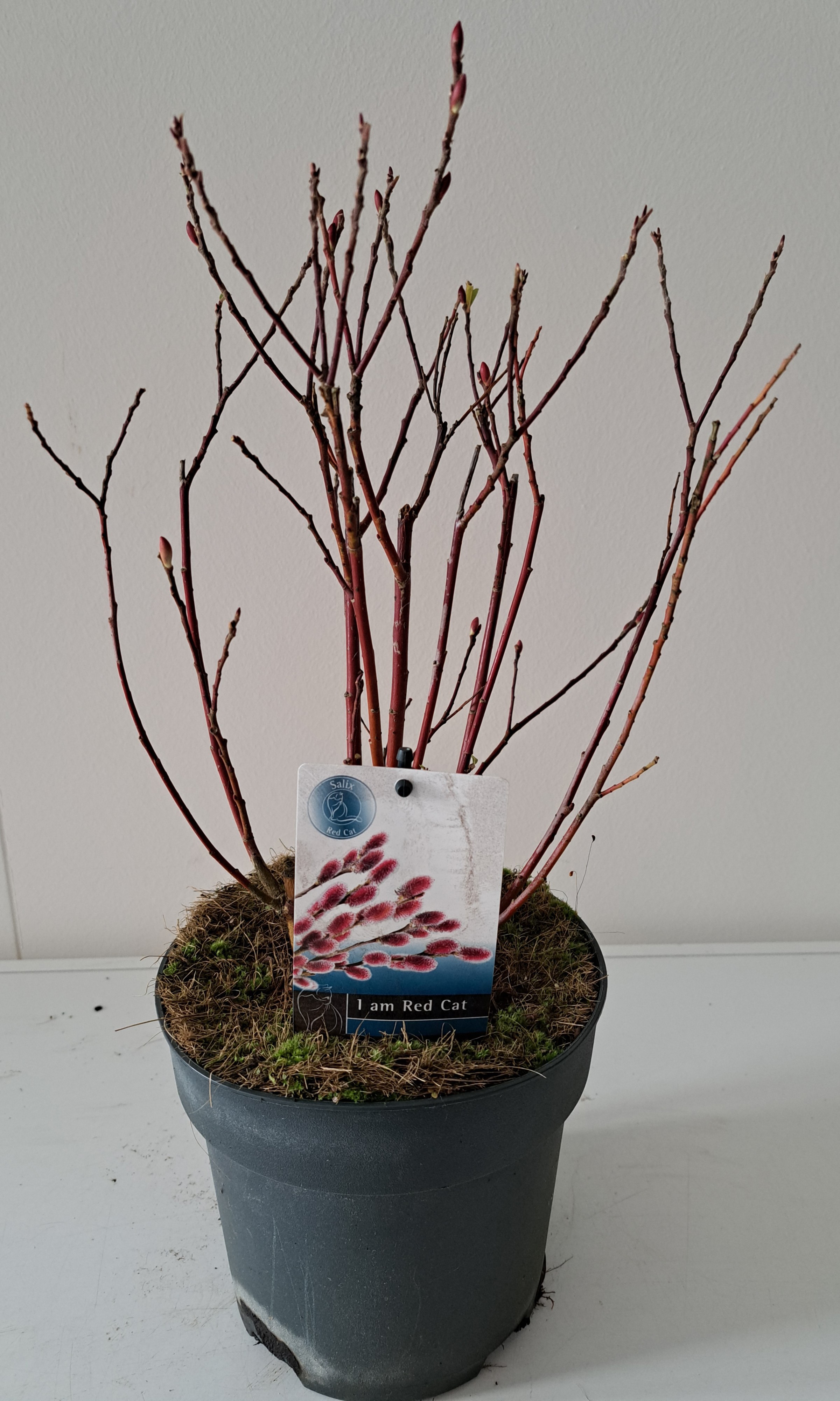 Picture of Salix Mount Aso bush p17