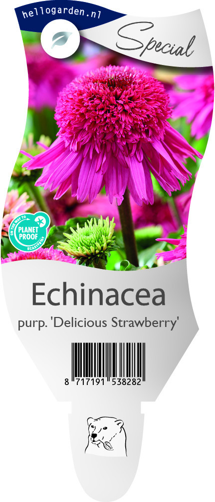 Echinacea purp. 'Delicious Strawberry'