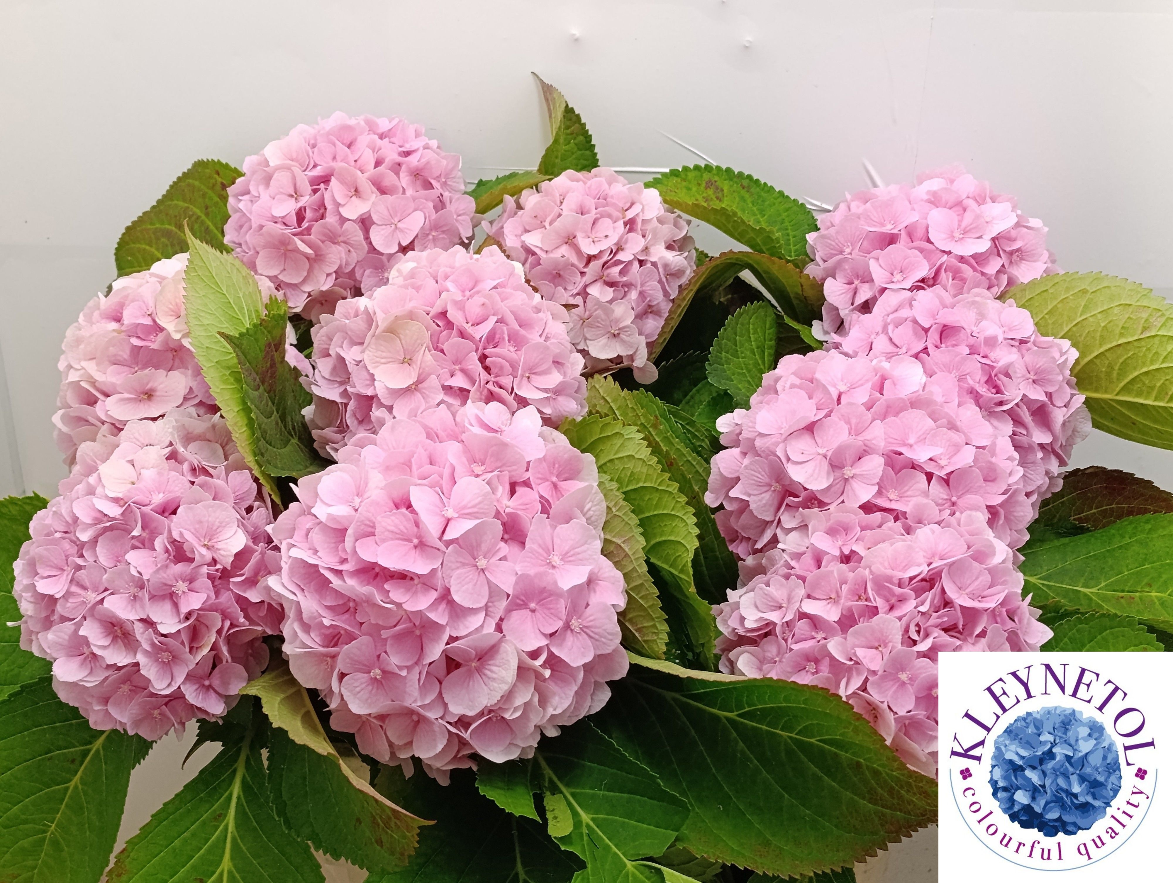 Hydrangea Verena Pink 80cm 22Ø