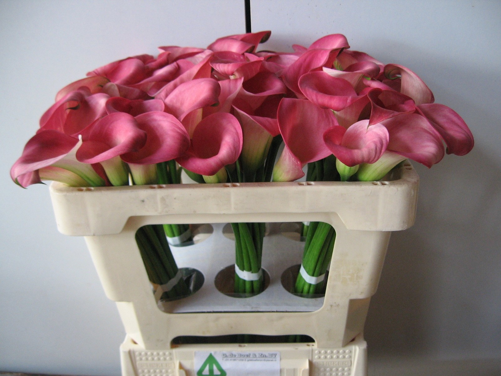 Calla Candy Dream 45cm