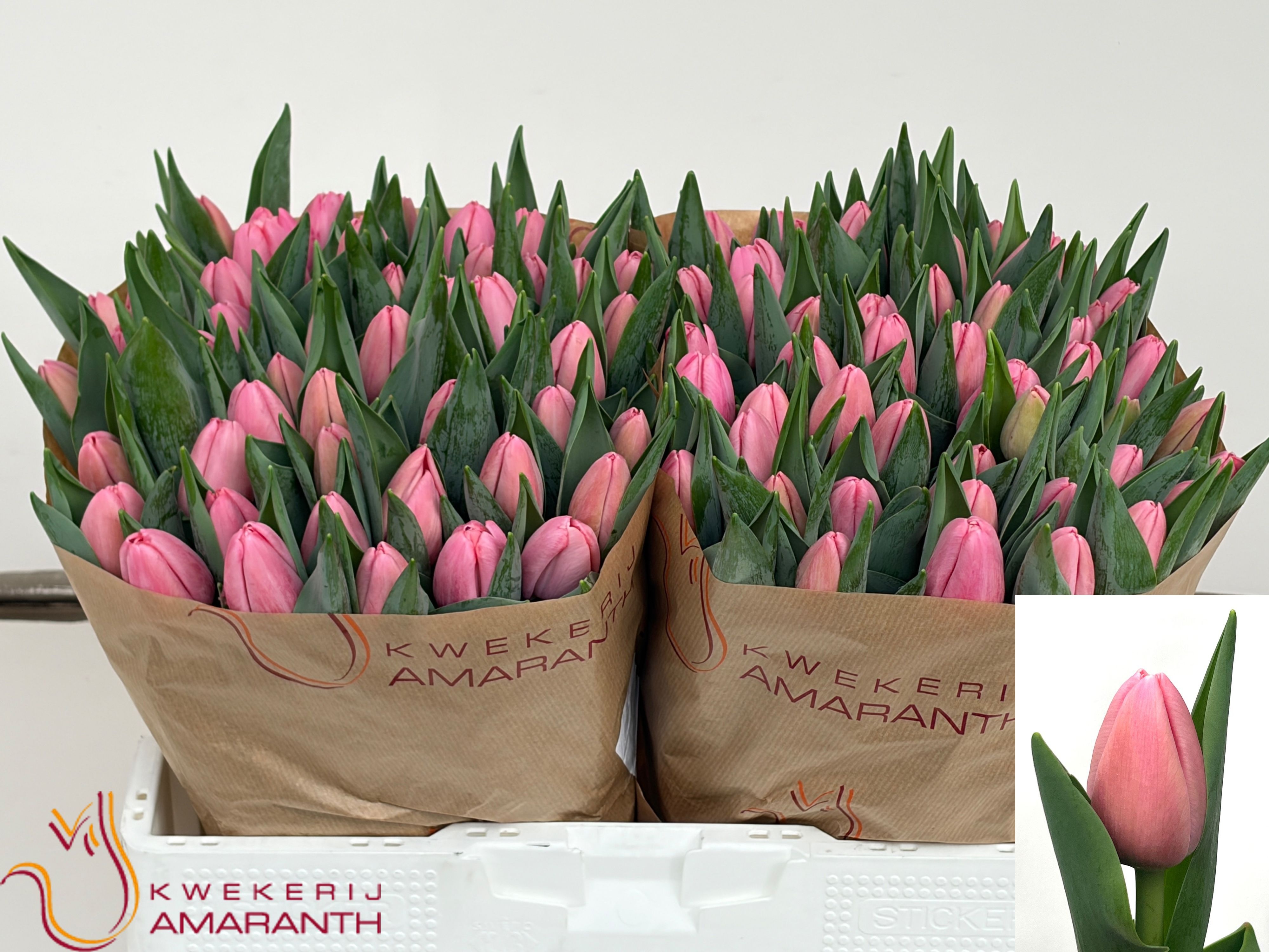 Tulipa Tresor 40cm 48gram