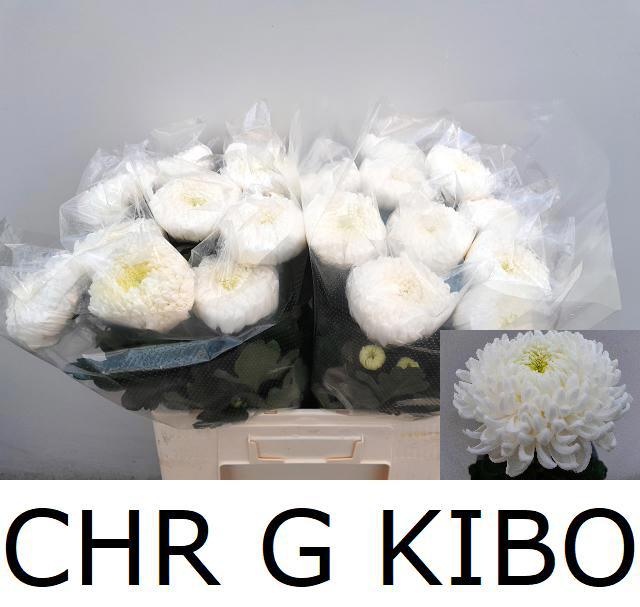 Chr G Kibo 60cm 100gram