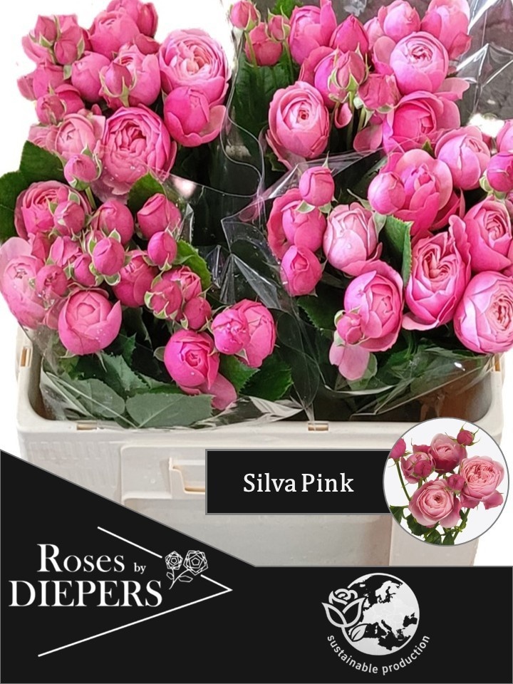 R Tr Silva Pink+