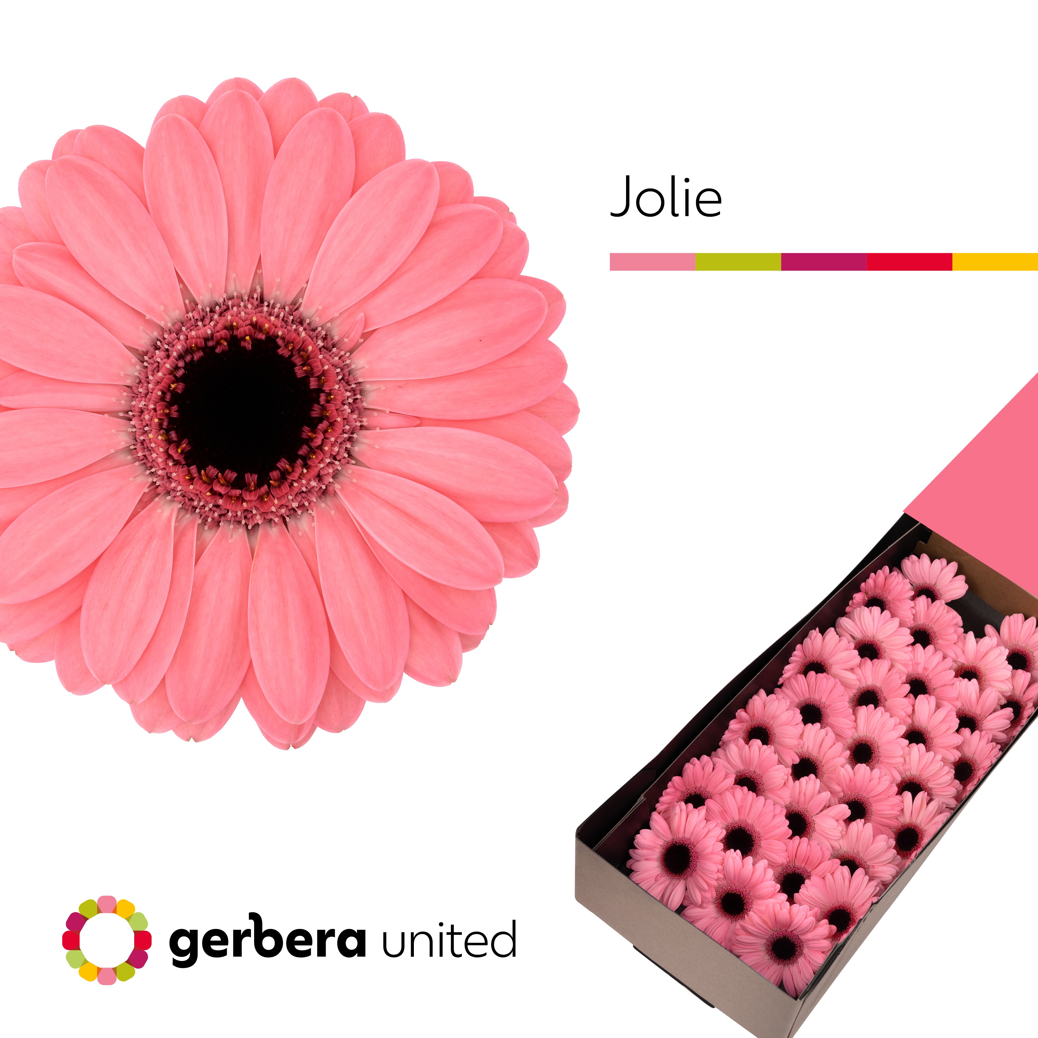Germini Jolie Doos