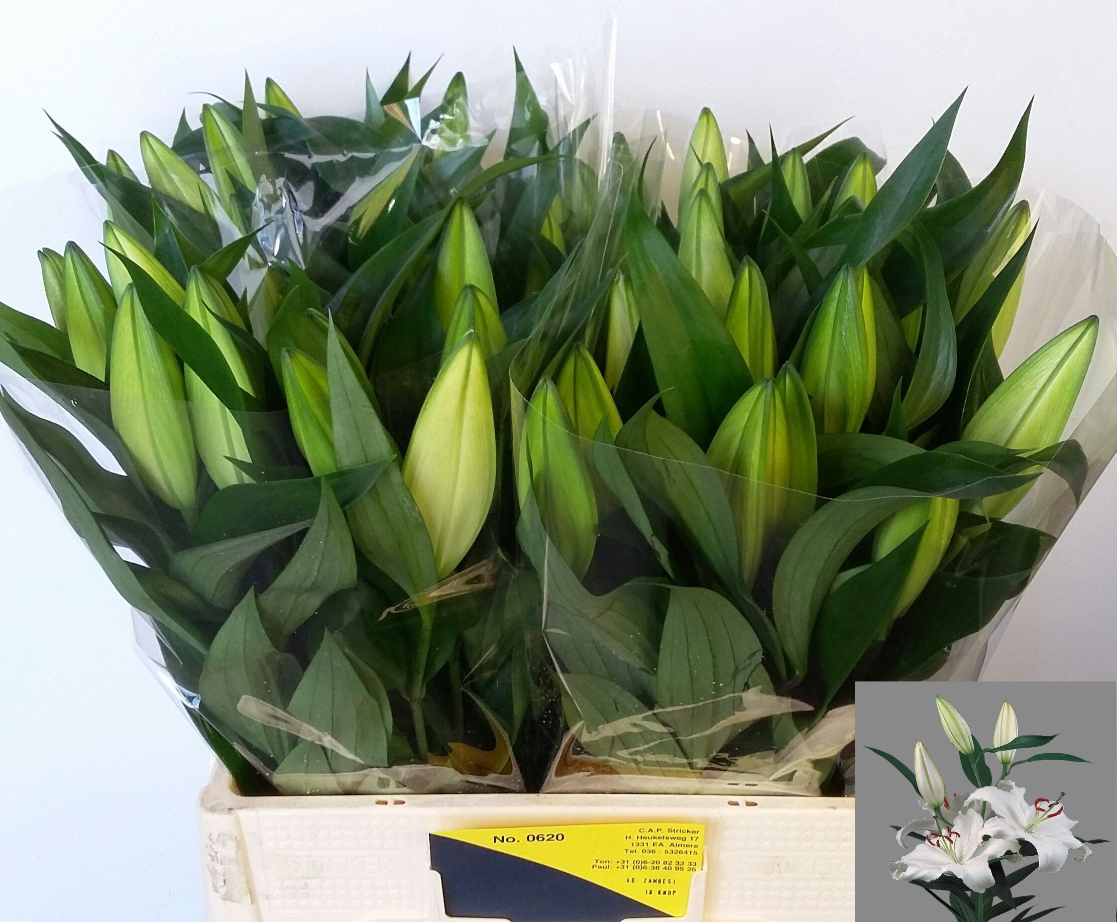 Lilium Ot Zambesi 60cm 2/4bl
