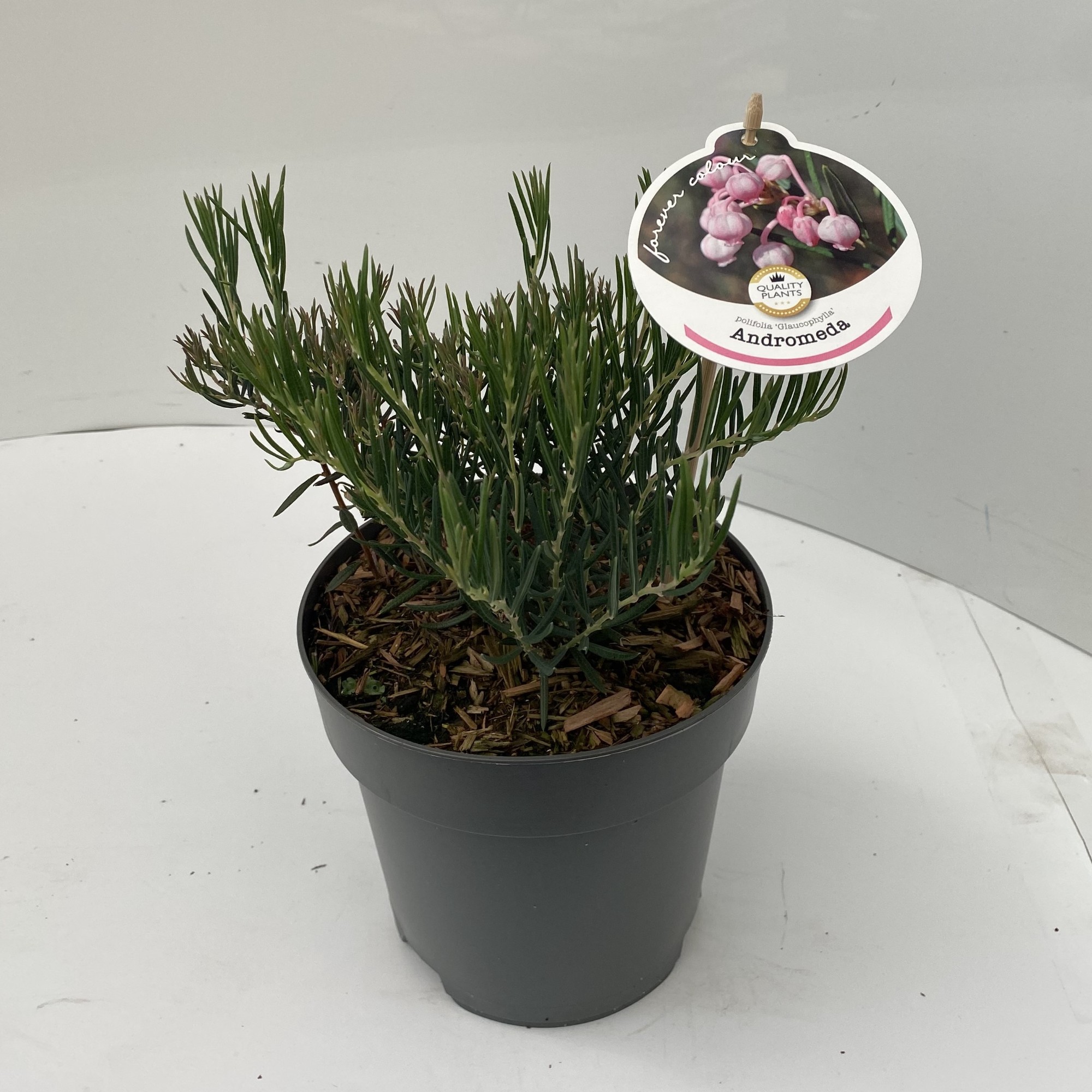 Picture of Andromeda glaucophylla P17 (2 Ltr)