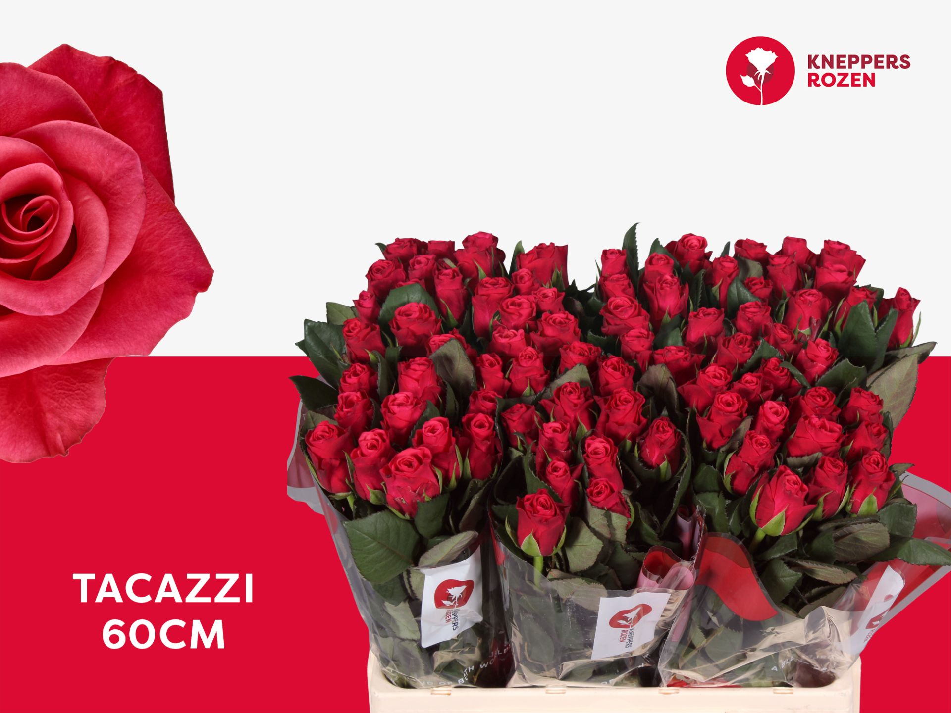R Gr Tacazzi+