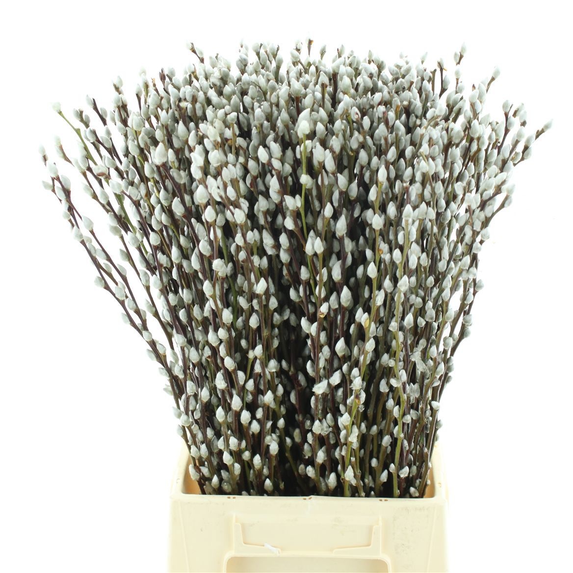 Salix Ca Snow Flake