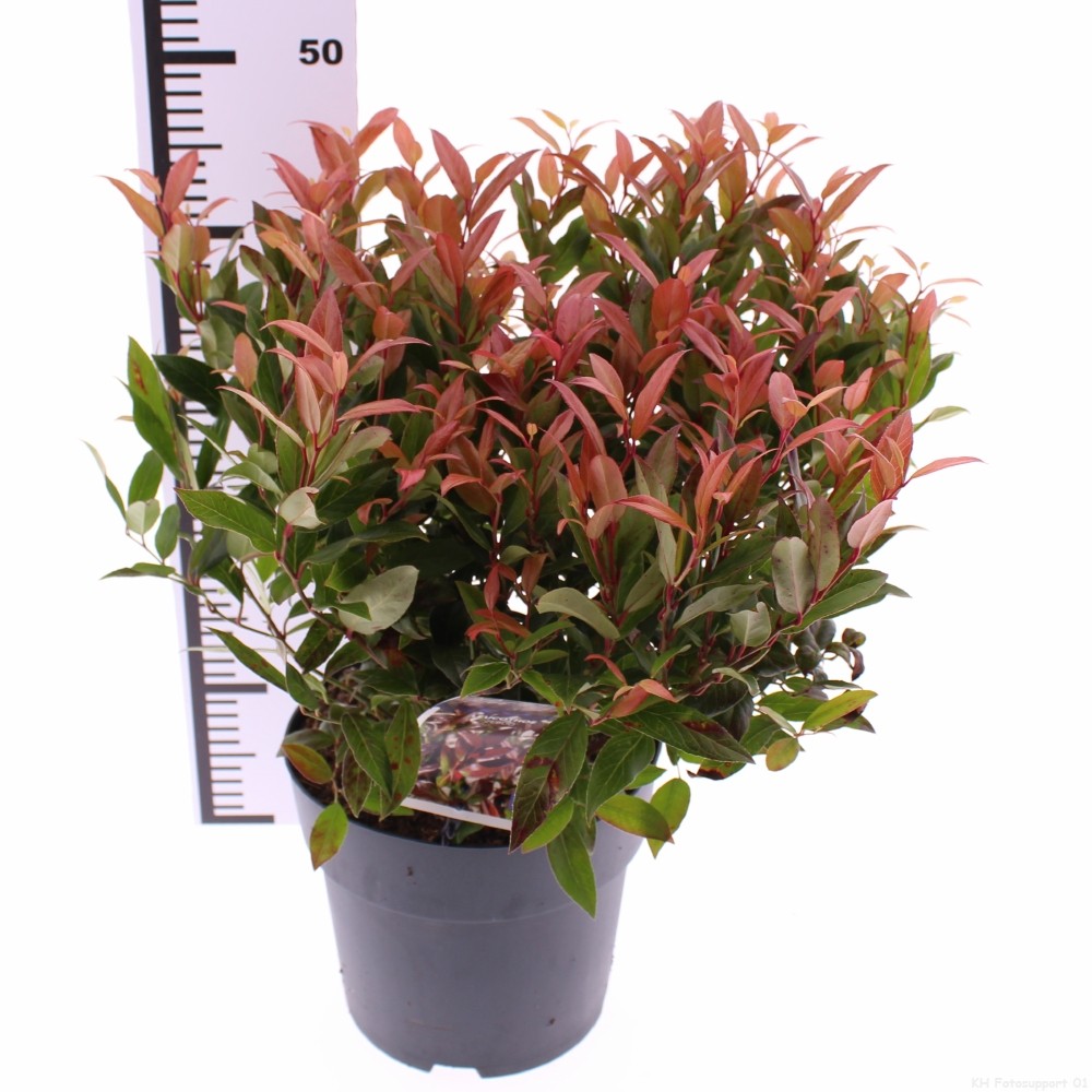 Picture of Leucothoe axillaris Zeblid P21 (4 Ltr)