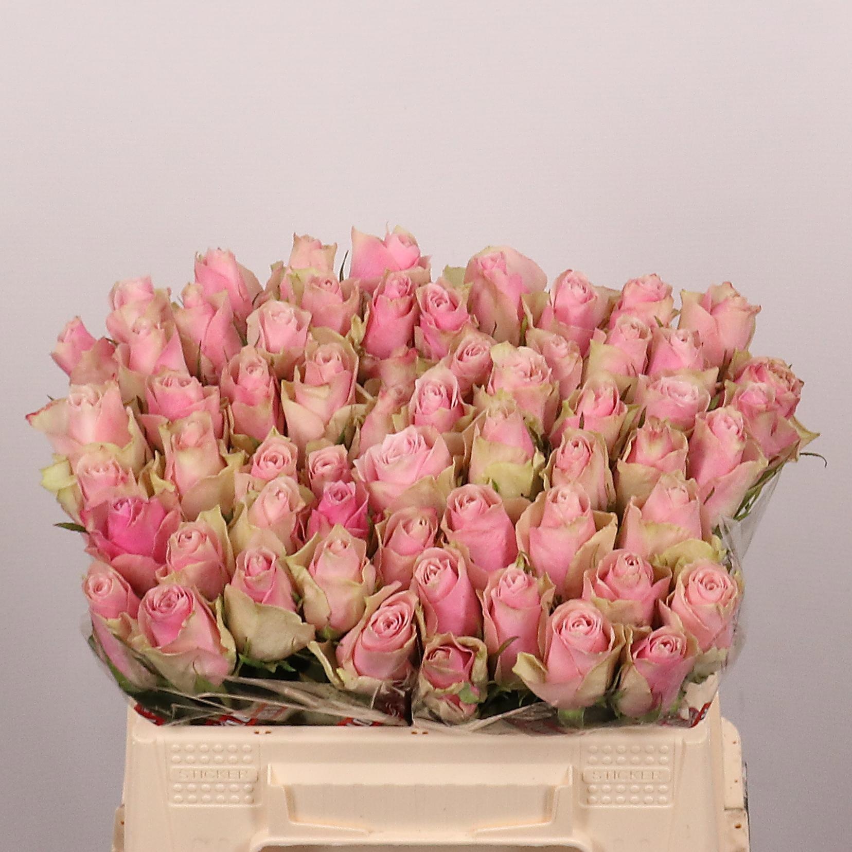 R Gr Pink Athena