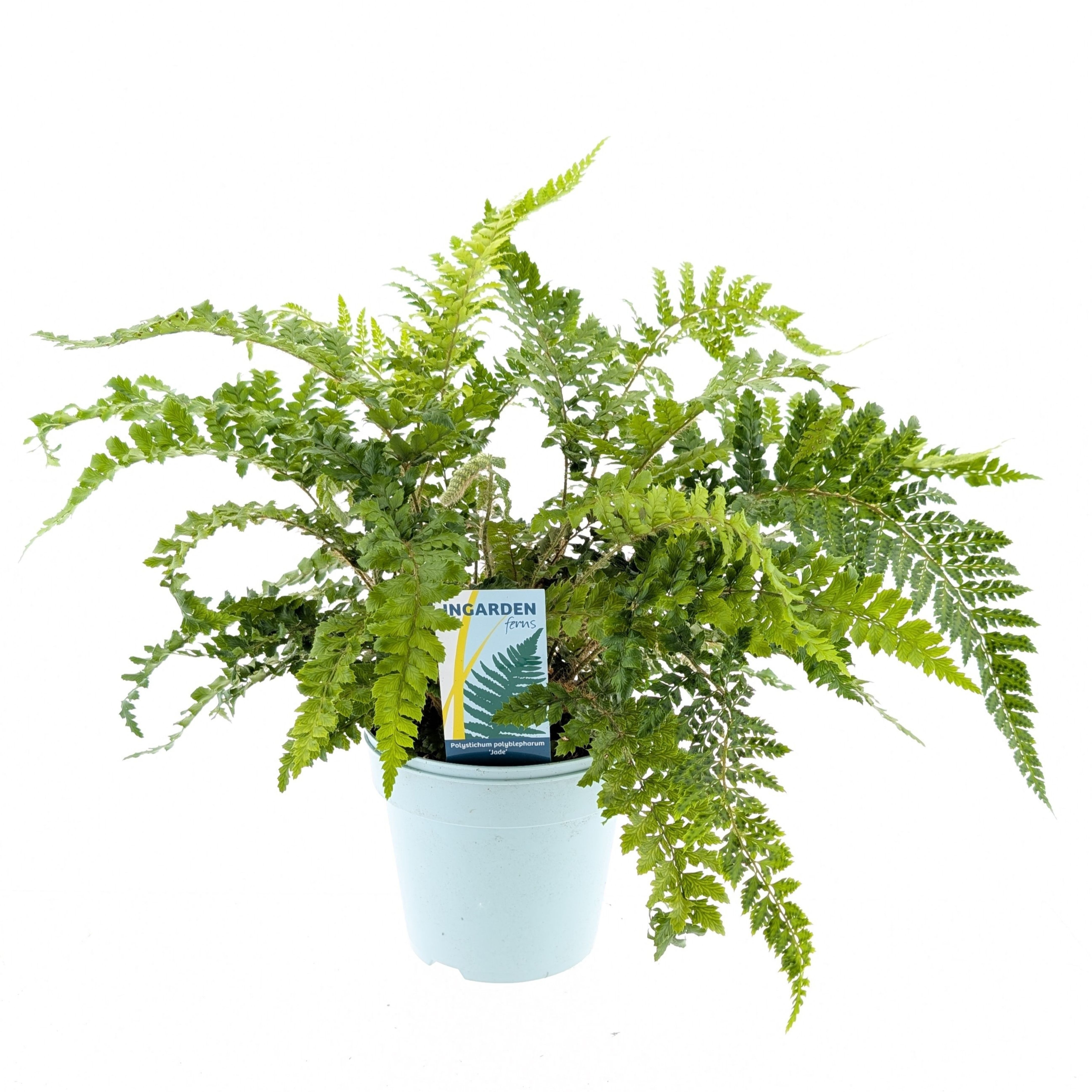 Picture of Polystichum polyblepharum 'Jade'