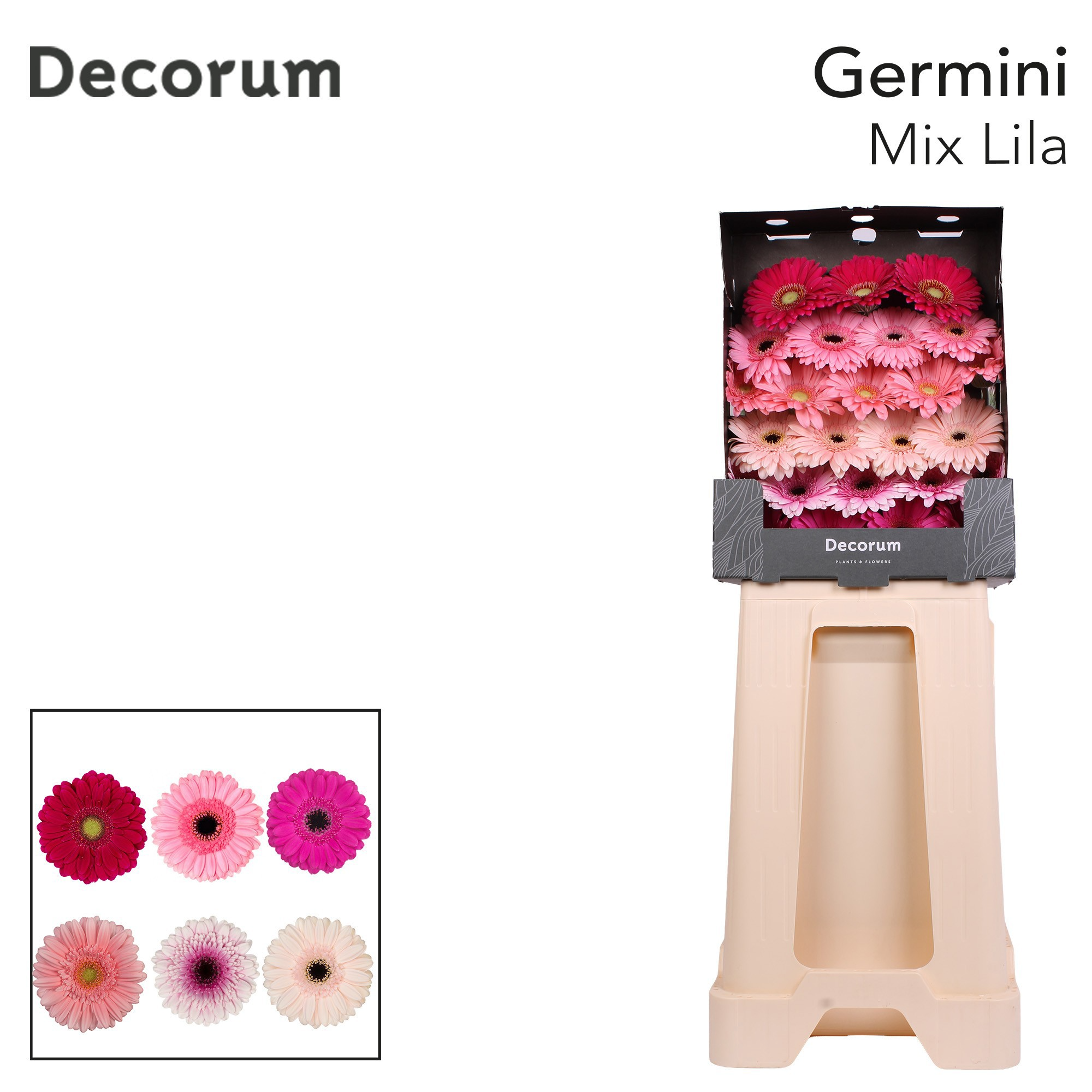 Ge Mi S Mix Lil Rose