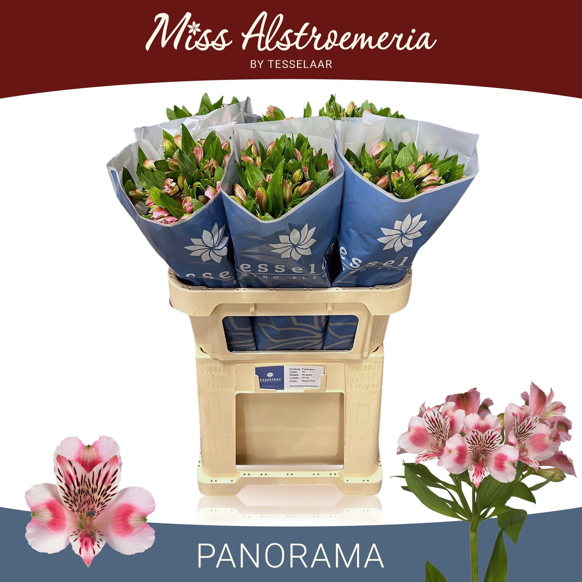 Alstr Panorama