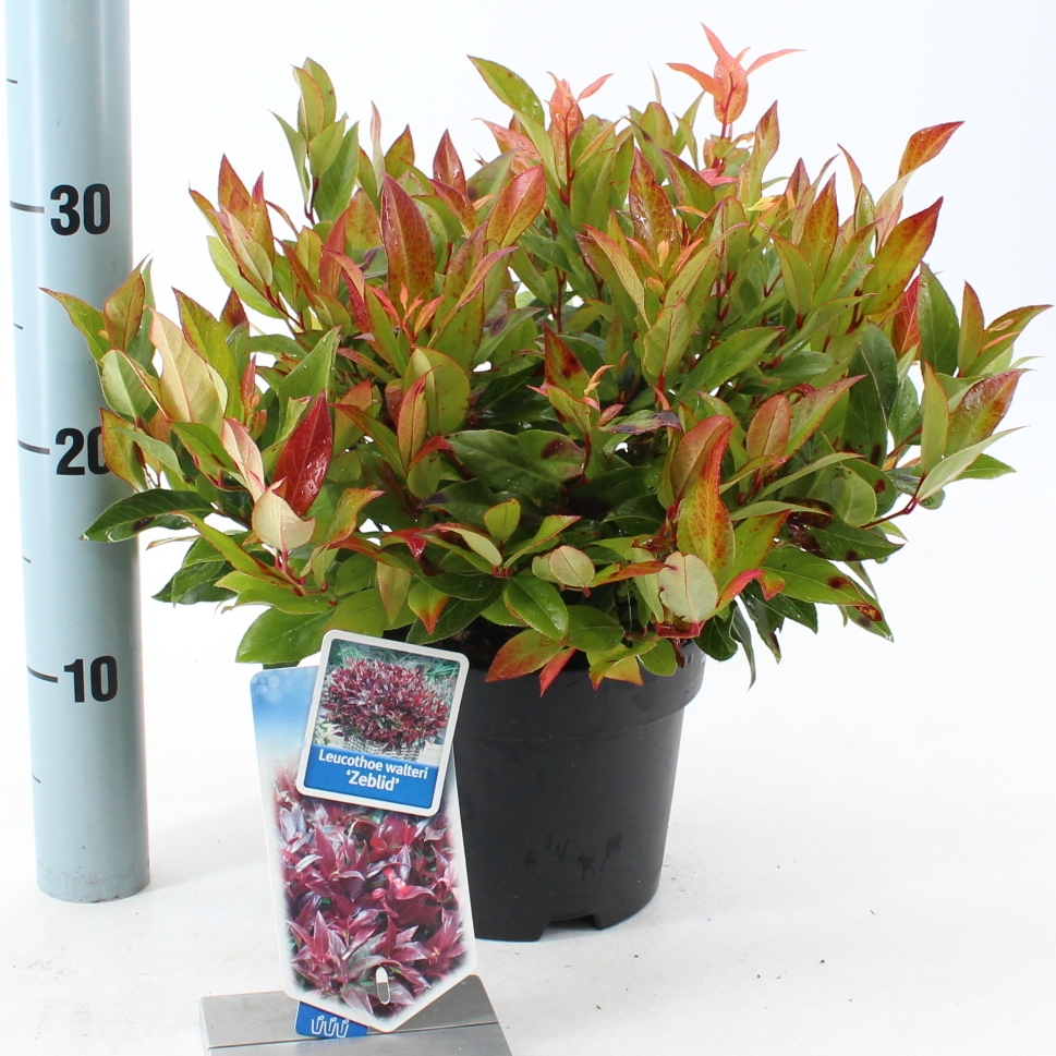 Picture of Leucothoe 'Zeblid'