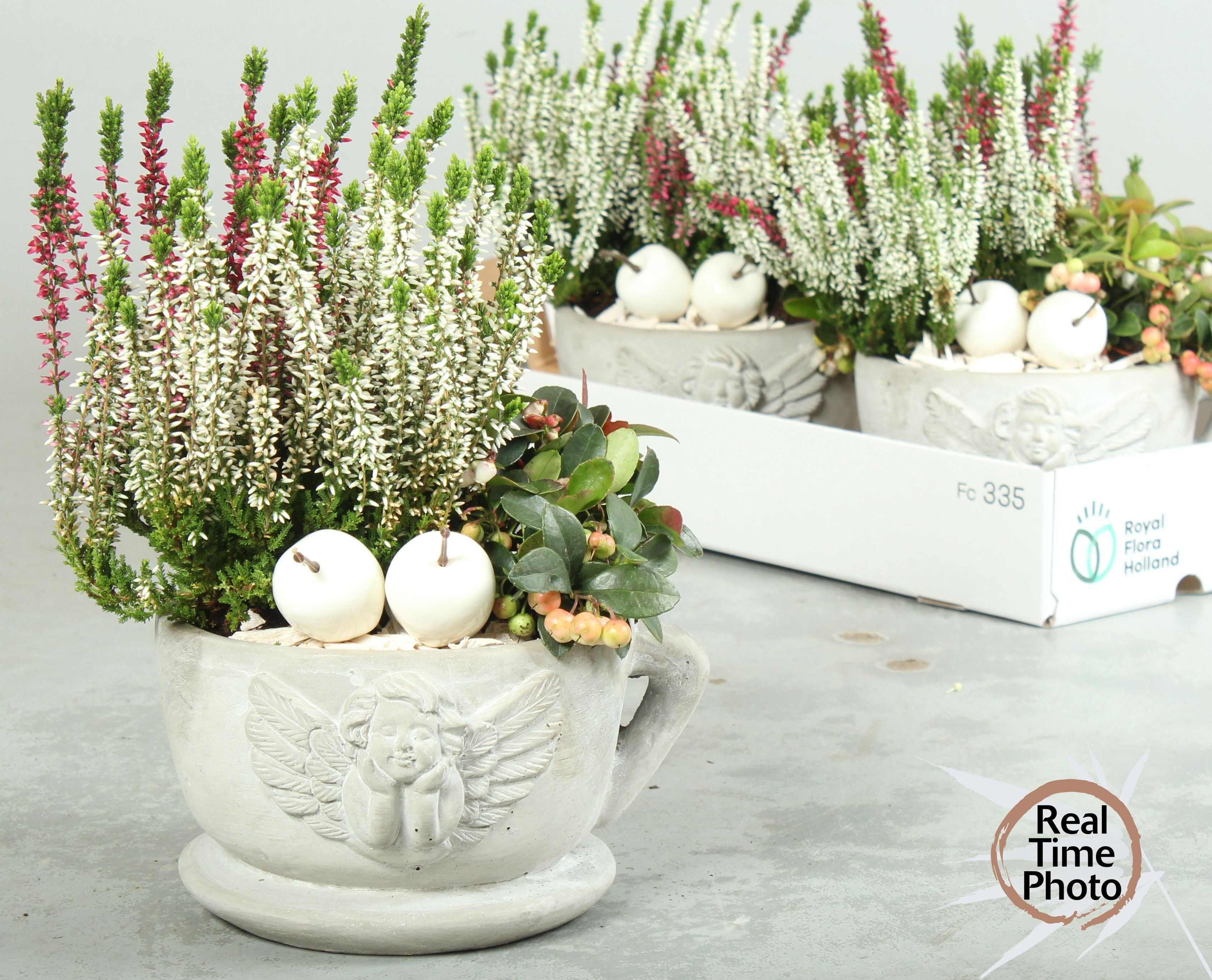 Arr Tuinplanten 19P 35cm