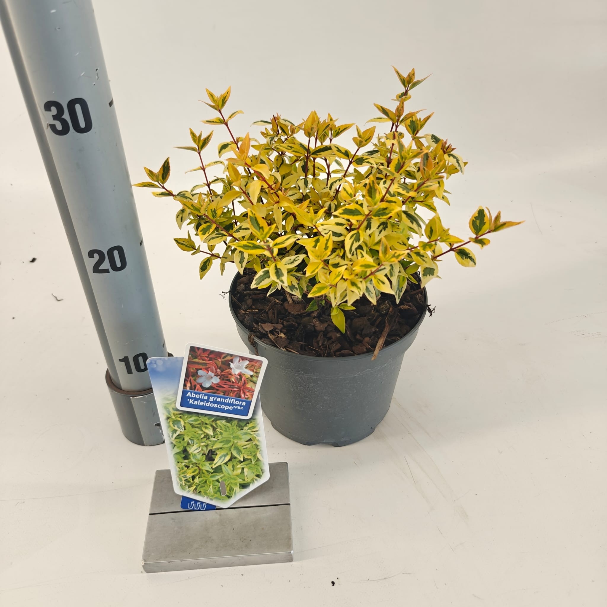 Picture of Abelia 'Kaleidoscope’ PBR