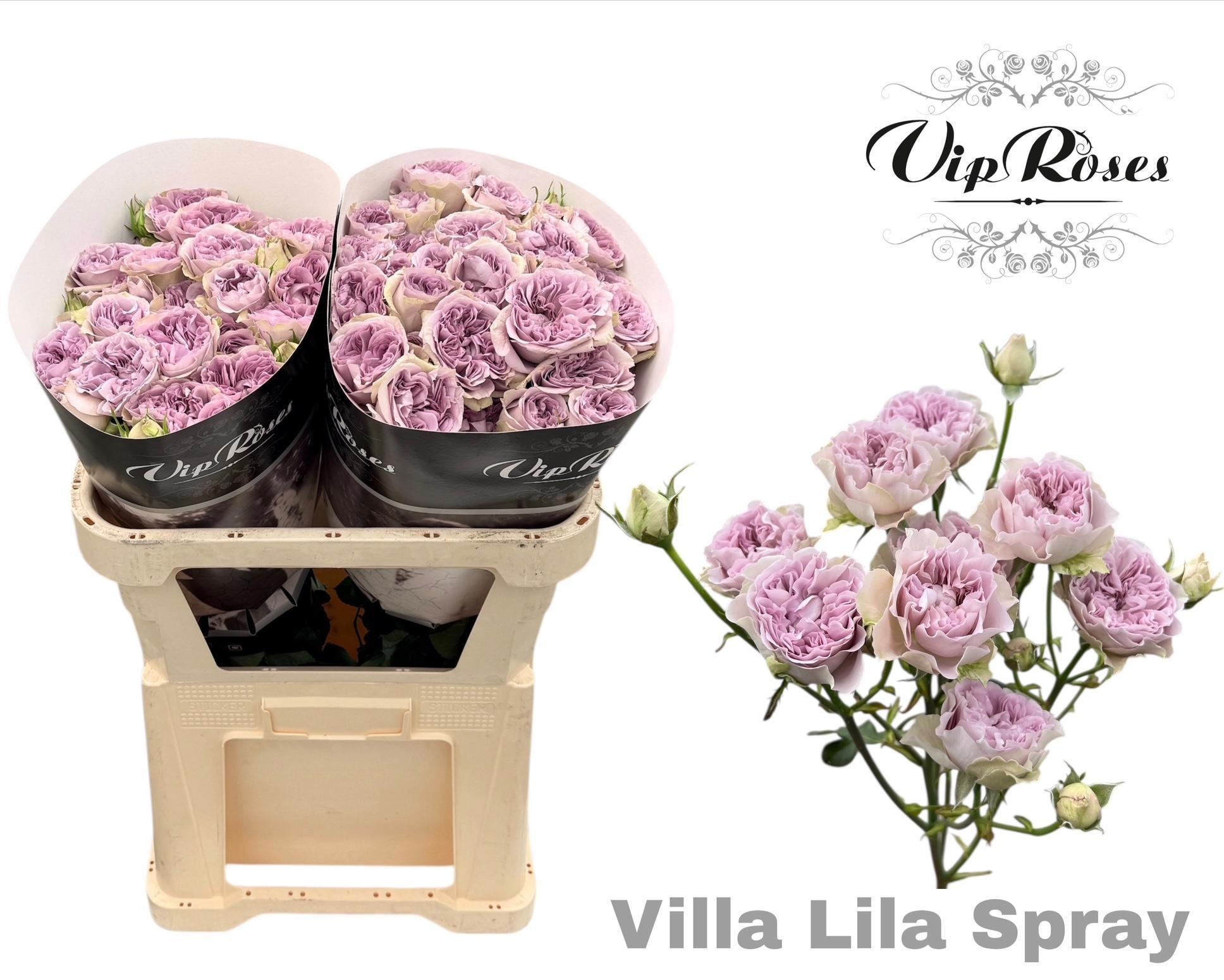 R Tr Villa Lila