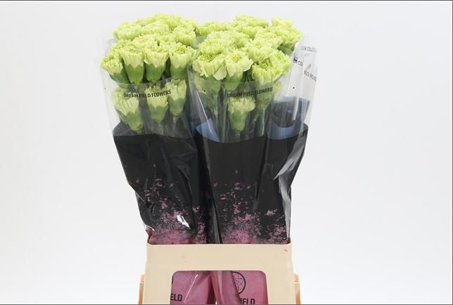 Dianthus St Goblin 60cm