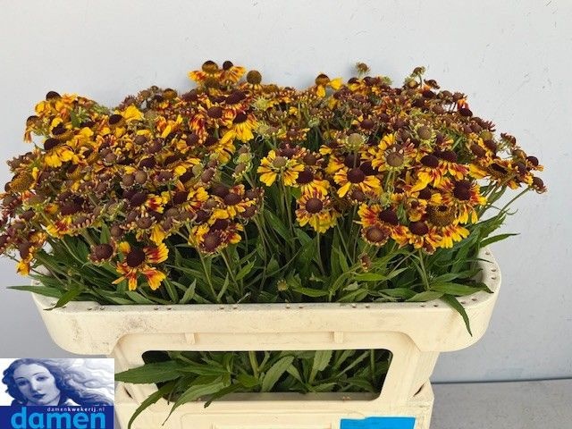 Helenium Zonnedam 60cm