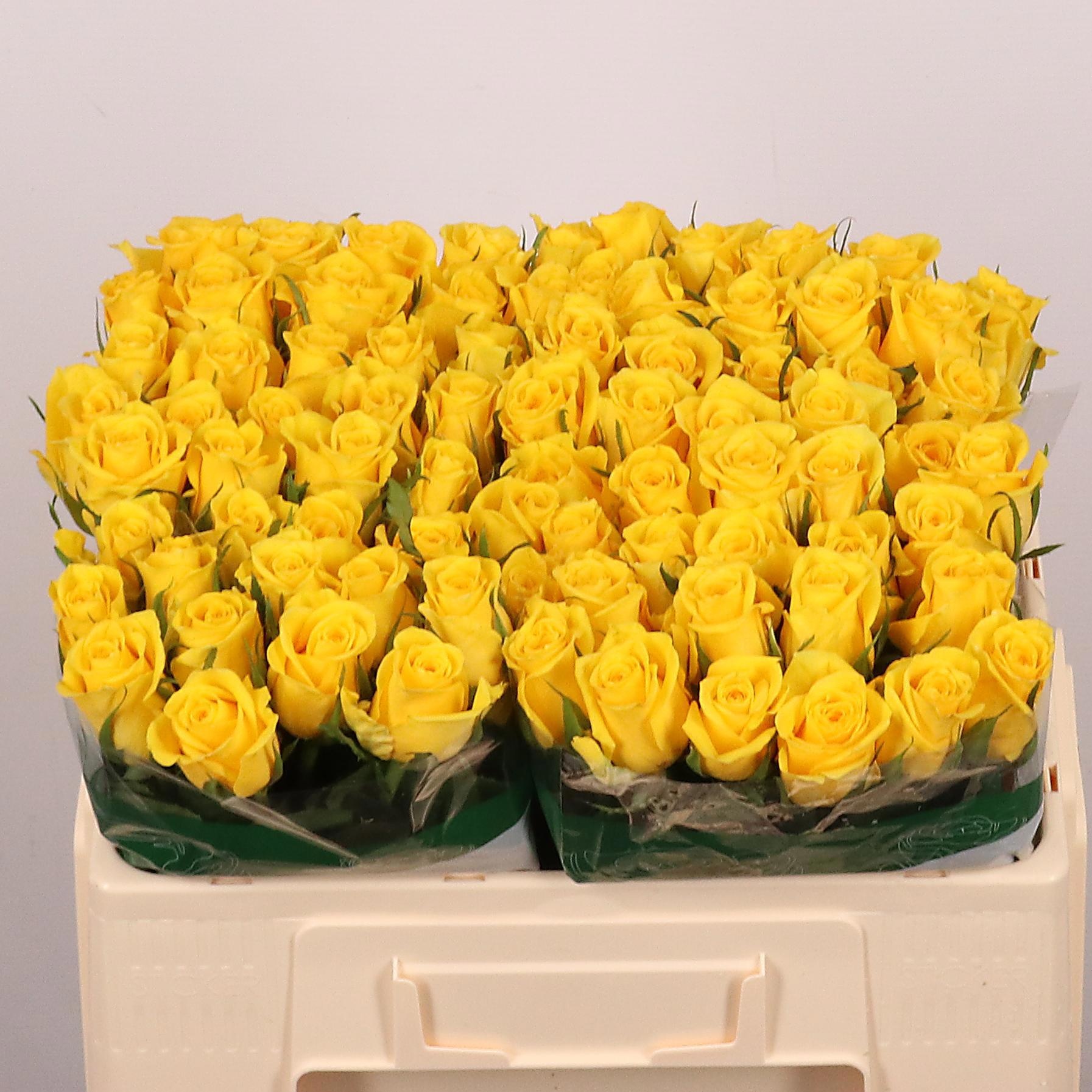 Rosa Moonwalk 50cm