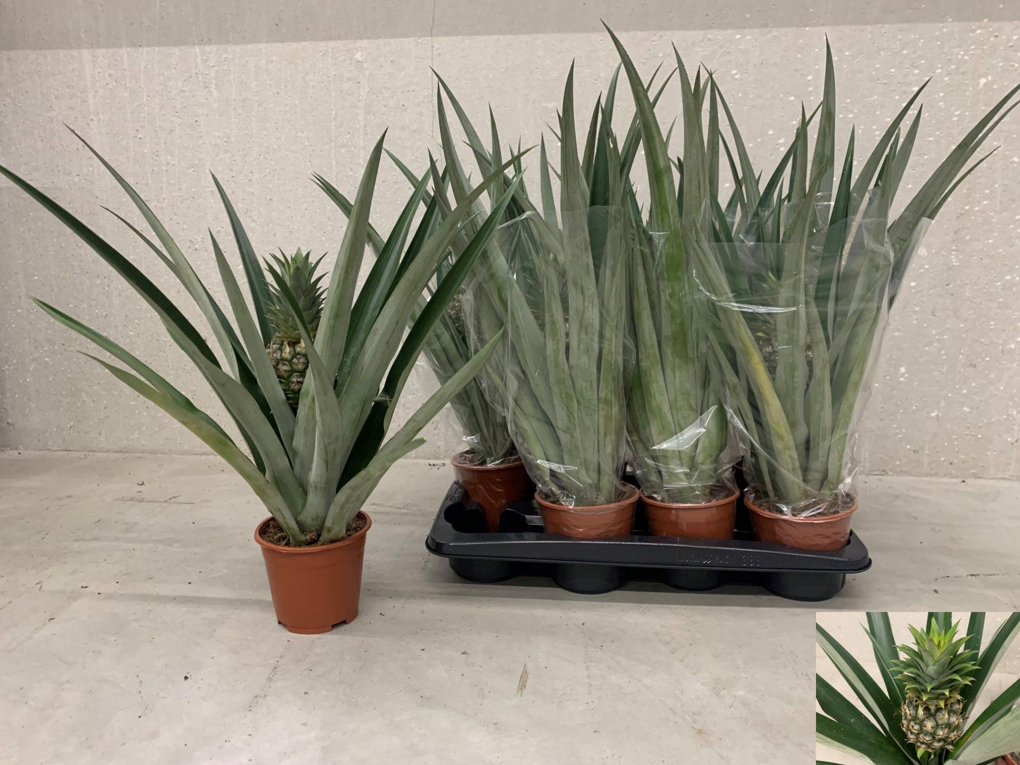 Ananas Champaca 14P 60H