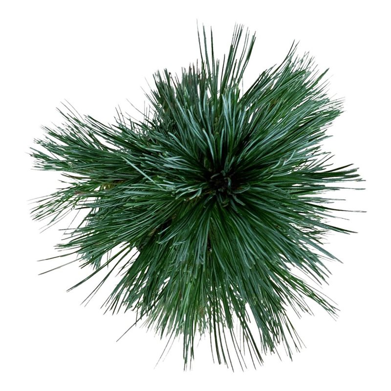 Picture of Pinus flex. 'Vanderwolf's Pyramid'