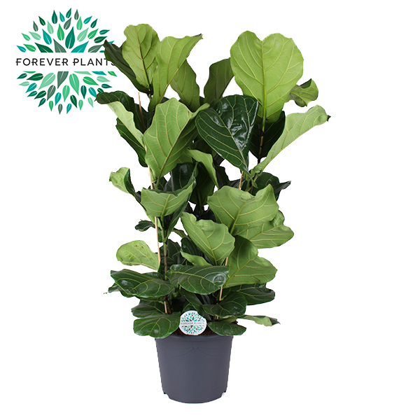 Picture of Ficus lyrata, 3pp XXL P35 135cm (LOOSE)