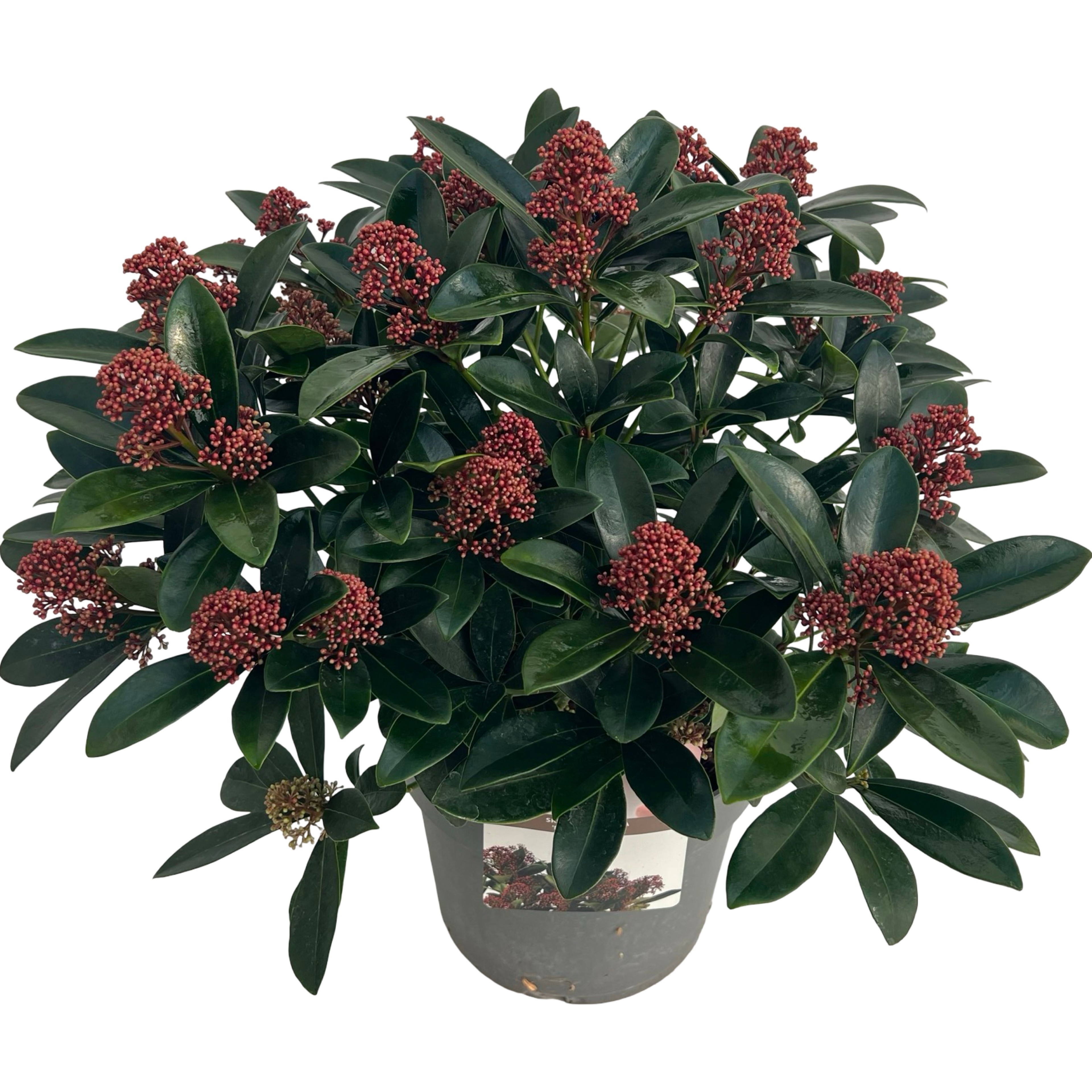 Skimmia jap. 'Rubella' sense