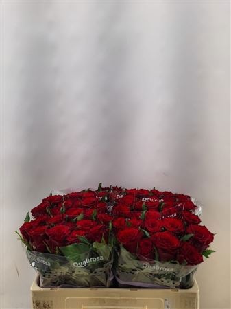 Rosa 50cm