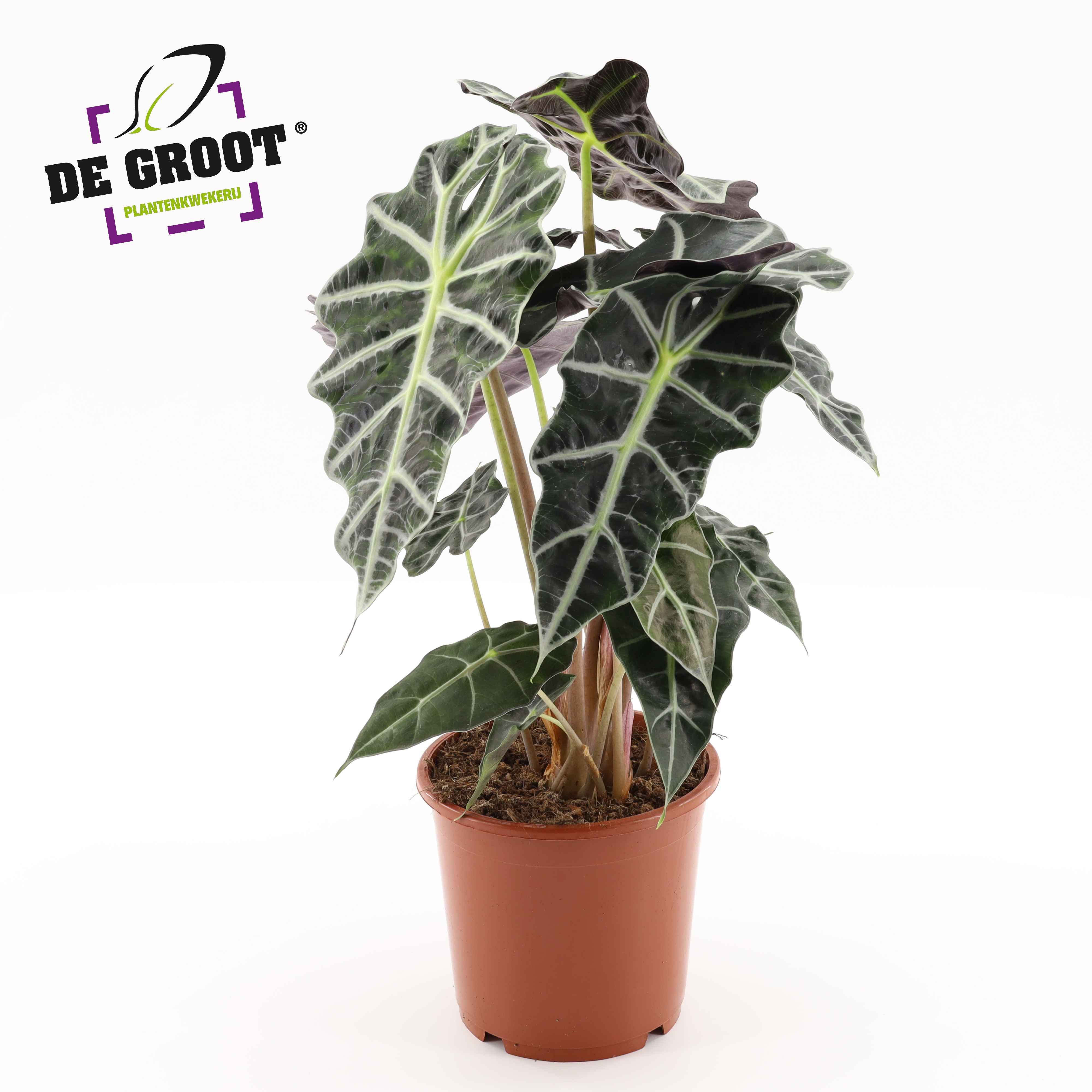 Alocasia 'Polly'