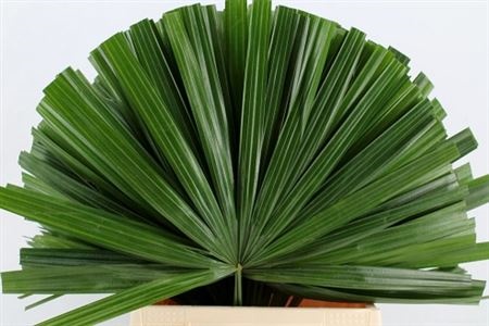 Chamaerops Sp Blad